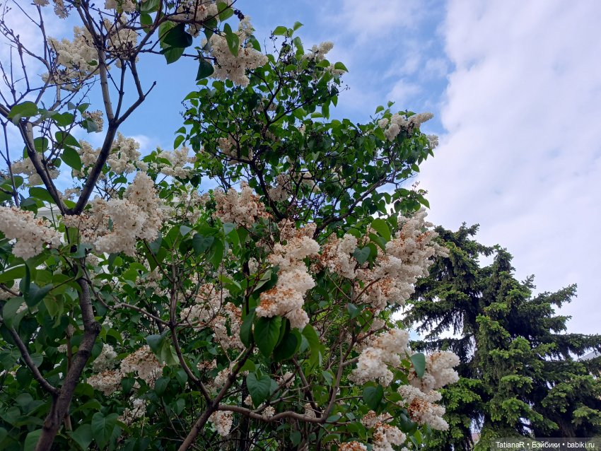 Пчёлы в Москве — Авторские украшения и аксессуары для кукол: фото