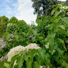 Пчёлы в Москве