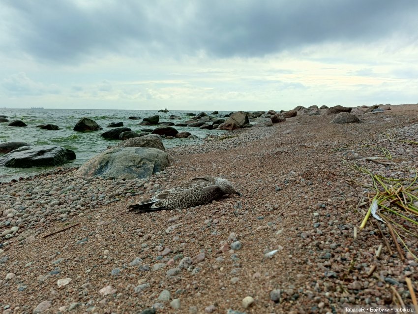 Грустный топик. Очень — Куклы Rosemarie Anna Muller (Мюллер): Вихтели (Wichtel)