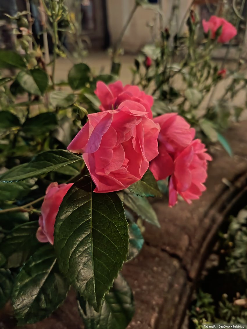 Домик для Жирафа — Куклы Miroxdolls (Оксана Миронова): российские БЖД