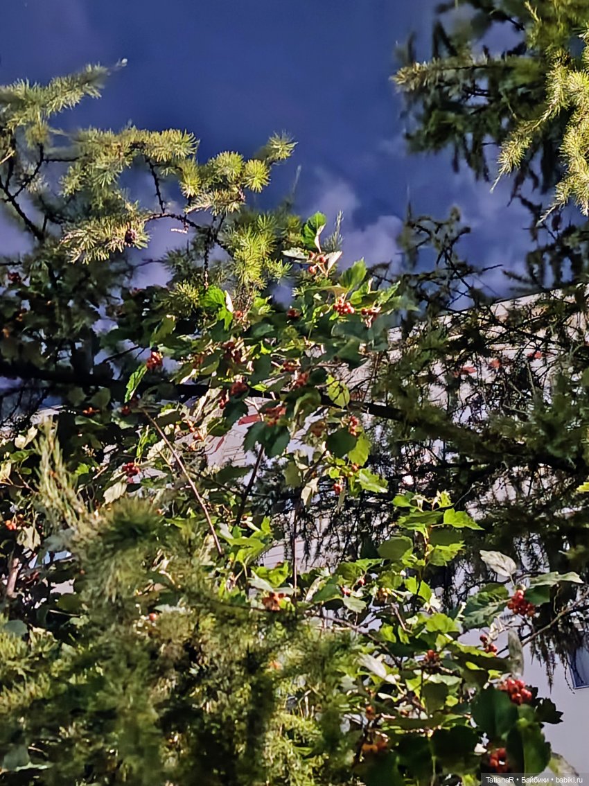 Домик для Жирафа — Куклы Miroxdolls (Оксана Миронова): российские БЖД