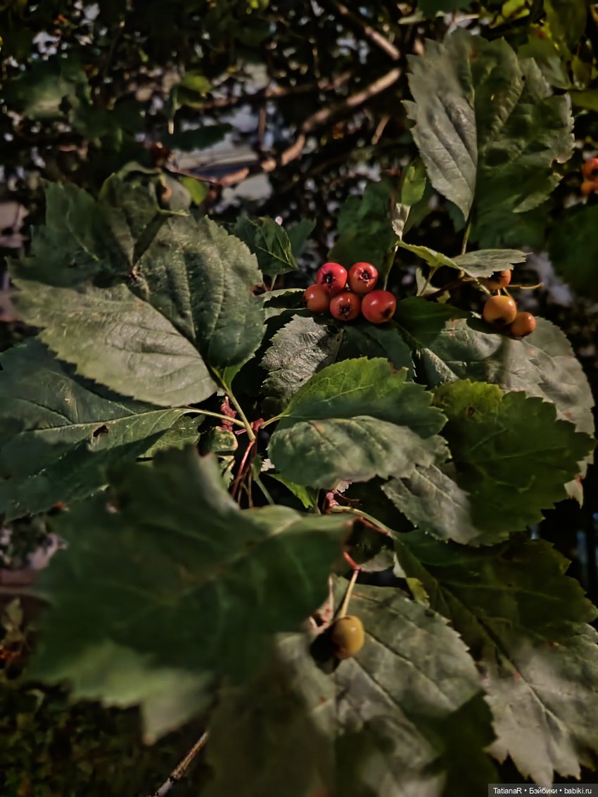 Домик для Жирафа — Куклы Miroxdolls (Оксана Миронова): российские БЖД