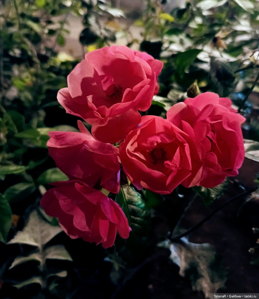 Домик для Жирафа — Куклы Miroxdolls (Оксана Миронова): российские БЖД