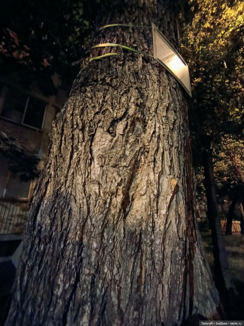 Прогулка Регины и Лютика, на которую мы, наконец, попали