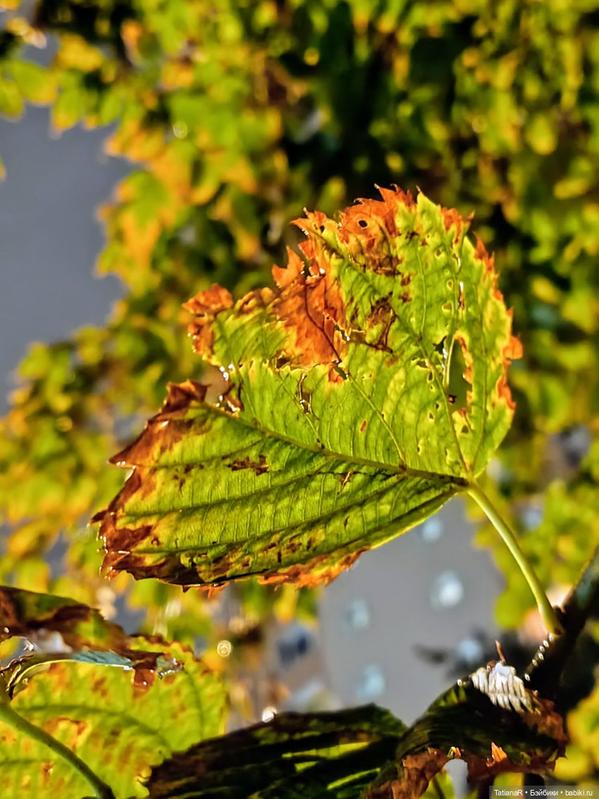 И о погоде — Авторские мишки Тедди и друзья: фото