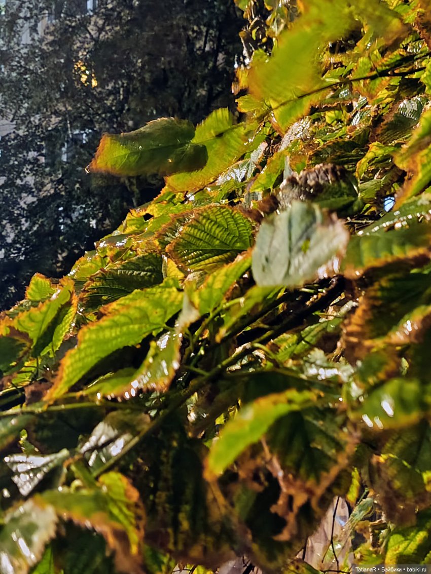 И о погоде — Авторские мишки Тедди и друзья: фото