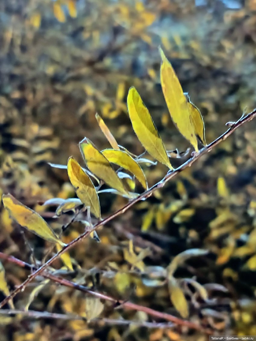 Дайте крыску посмотреть или Приключения лисят золотой осенью (фото 2)