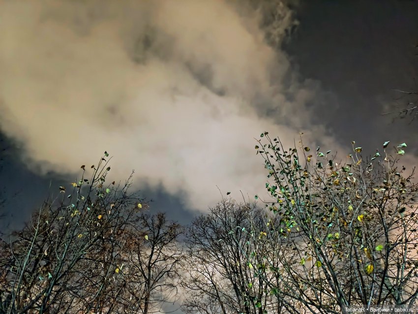 Дайте крыску посмотреть или Приключения лисят золотой осенью