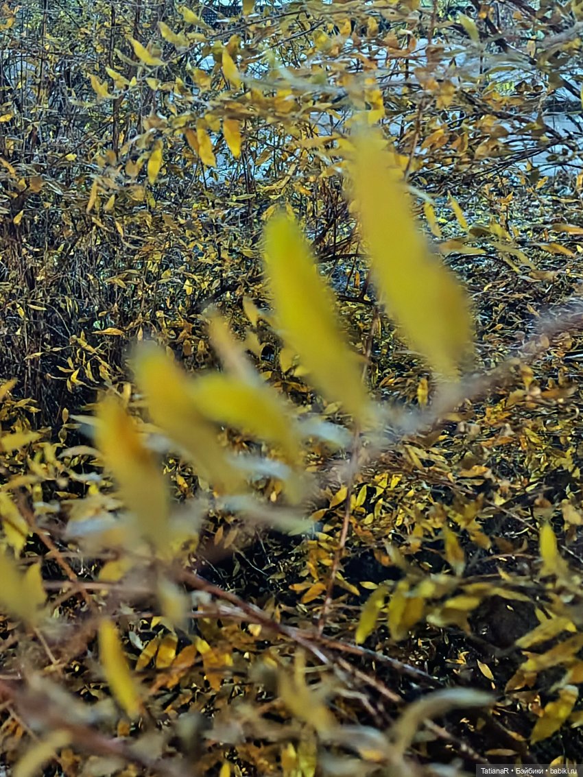 Дайте крыску посмотреть или Приключения лисят золотой осенью