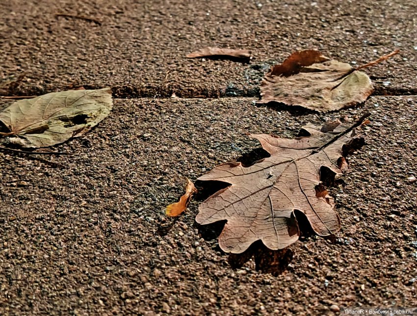 Дайте крыску посмотреть или Приключения лисят золотой осенью