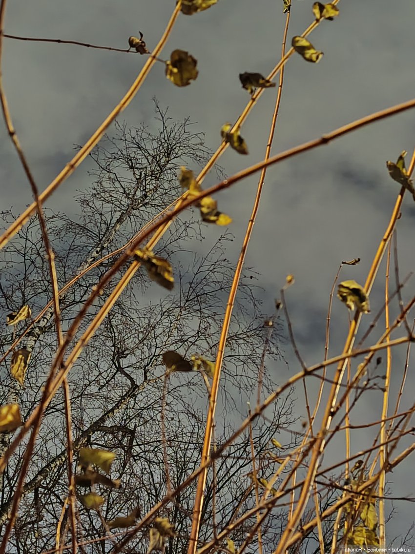 Маленький Лисёнок и большой город