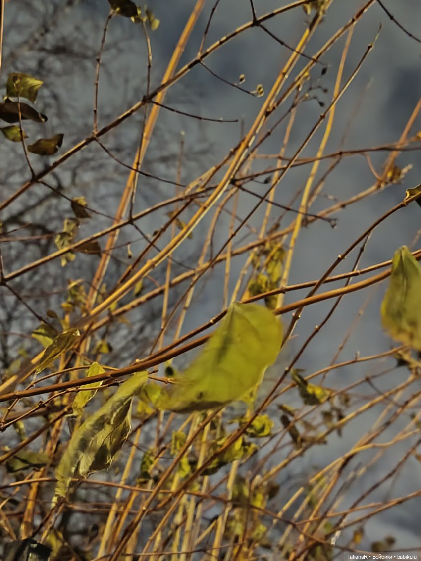 Маленький Лисёнок и большой город