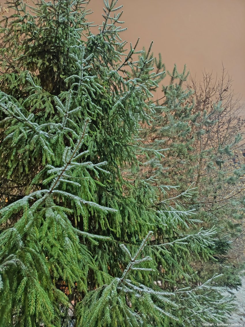 Новый год с Тринити от Дивомир