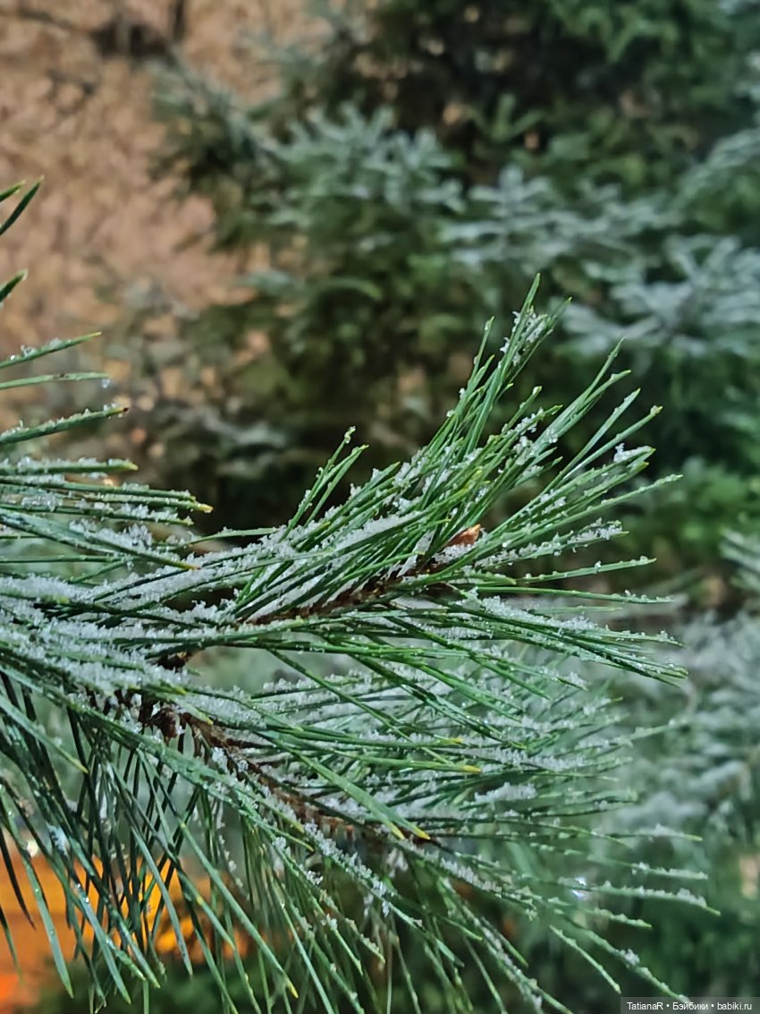 Новый год с Тринити от Дивомир