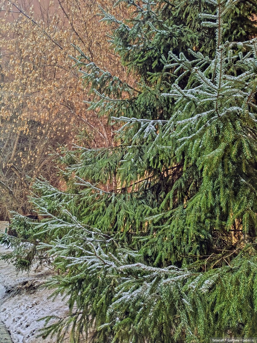 Новый год с Тринити от Дивомир