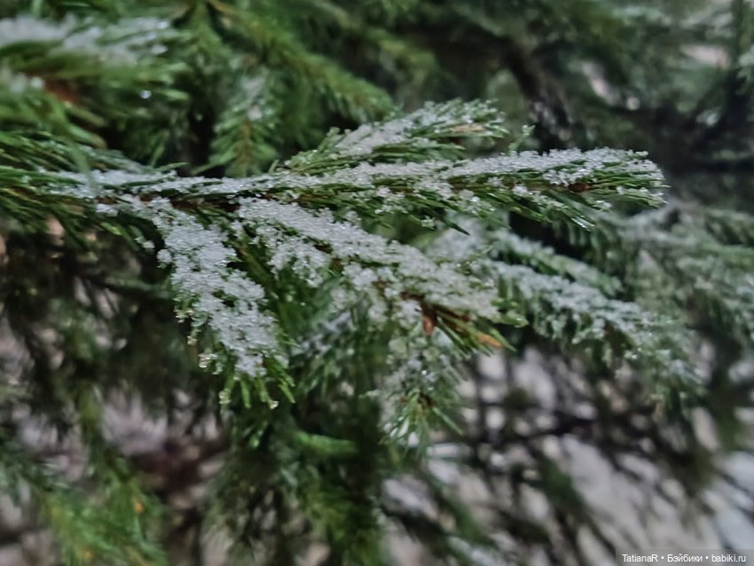 Новый год с Тринити от Дивомир