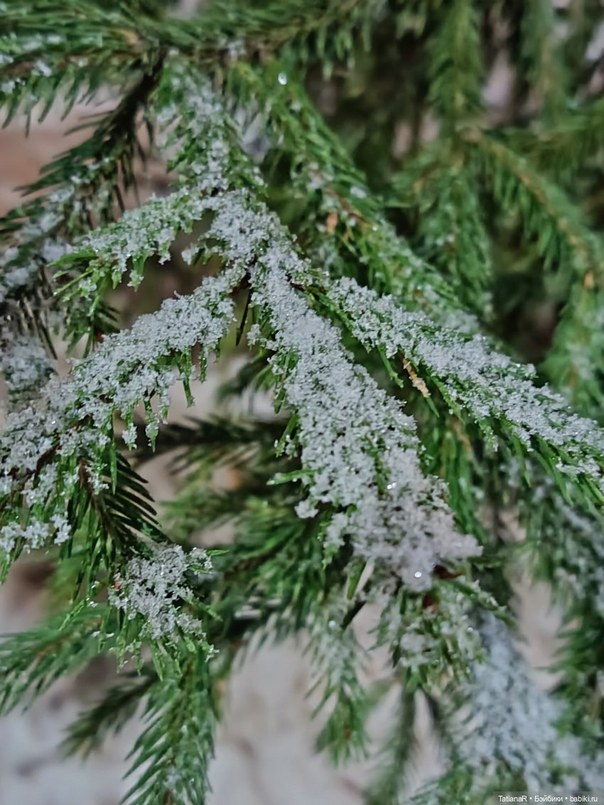 Новый год с Тринити от Дивомир