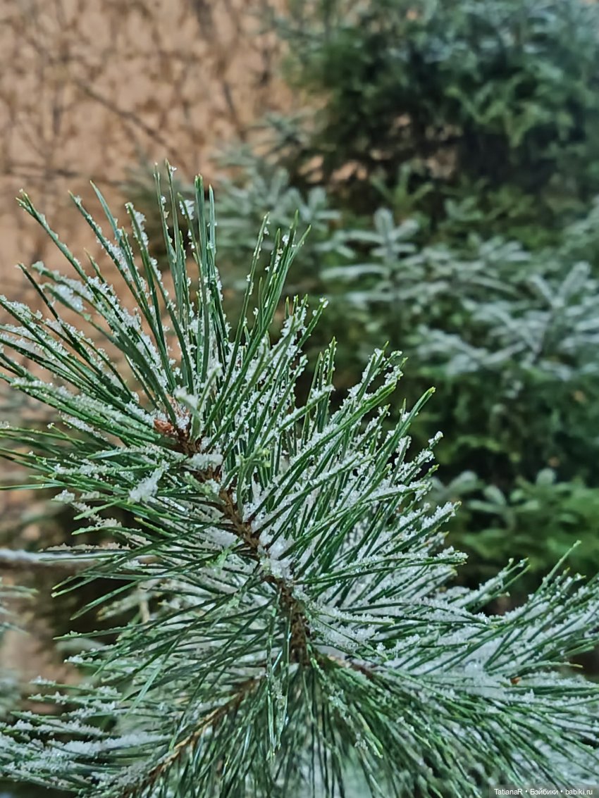 Новый год с Тринити от Дивомир