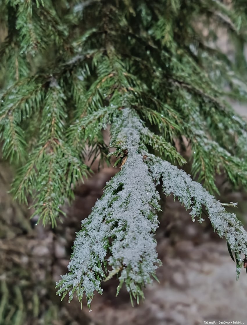 Новый год с Тринити от Дивомир (фото 6)