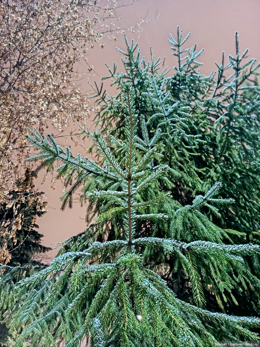 Новый год с Тринити от Дивомир