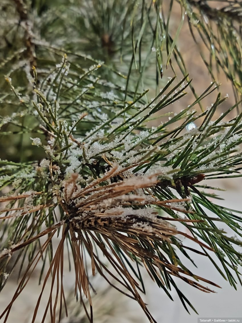 Новый год с Тринити от Дивомир