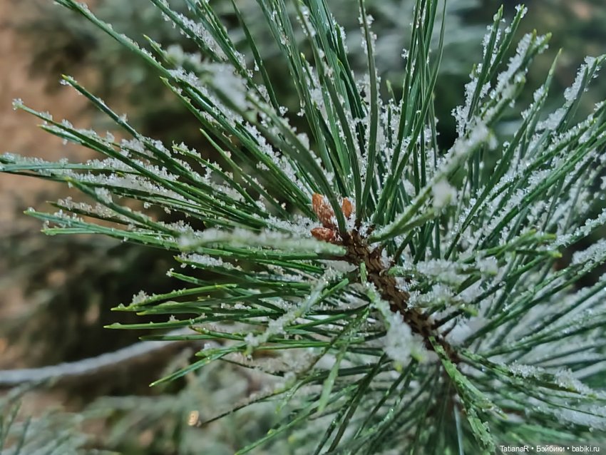 Новый год с Тринити от Дивомир