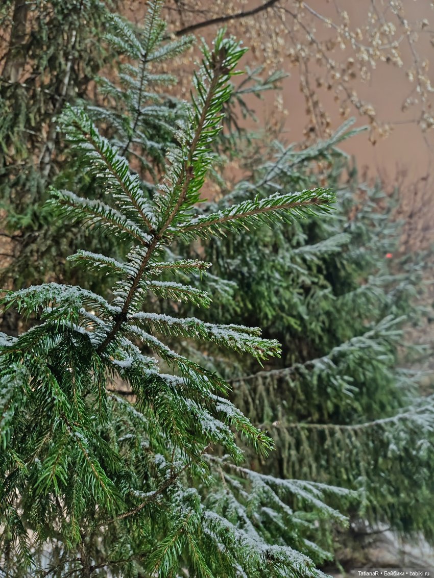 Новый год с Тринити от Дивомир (фото 3)