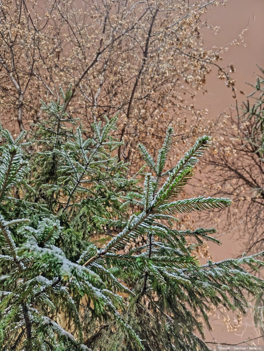 Новый год с Тринити от Дивомир