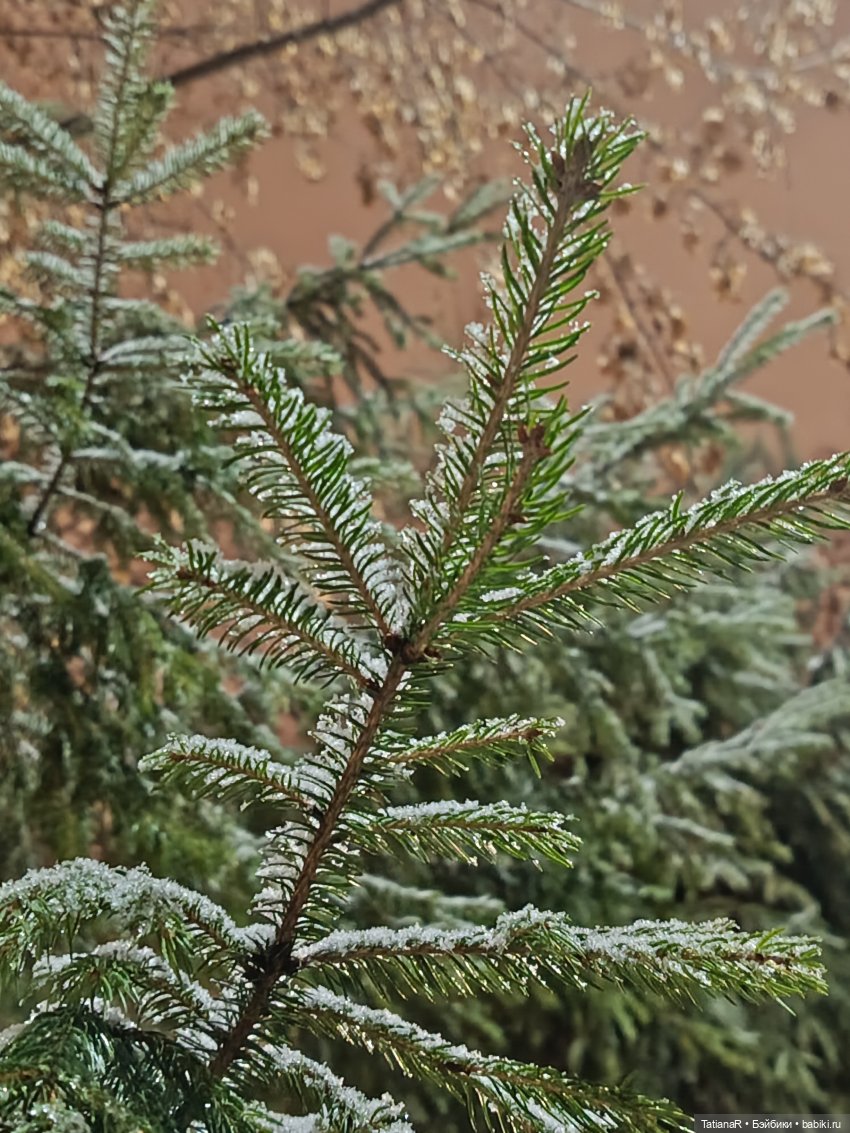 Новый год с Тринити от Дивомир (фото 8)