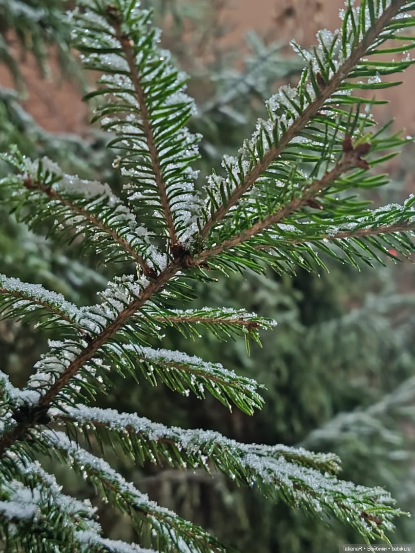 Новый год с Тринити от Дивомир