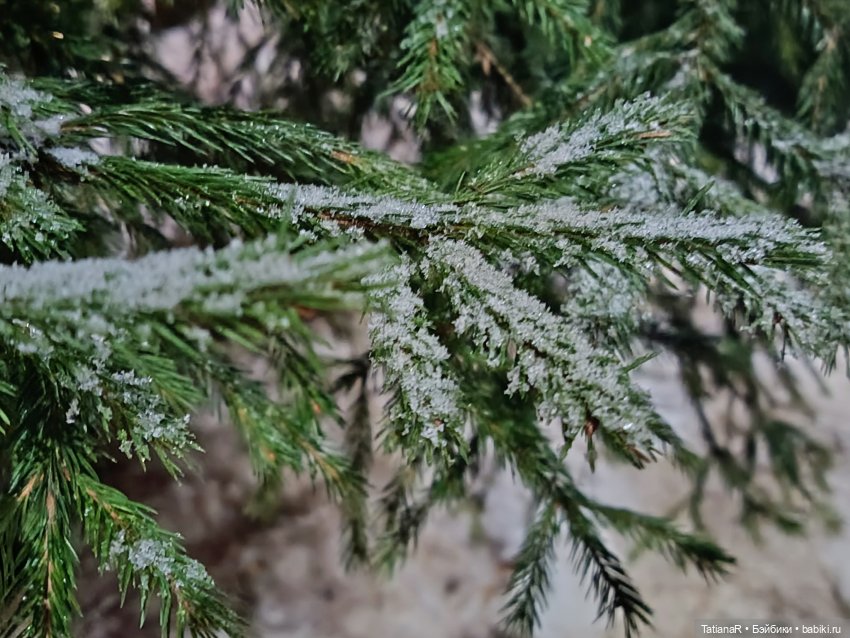 Новый год с Тринити от Дивомир