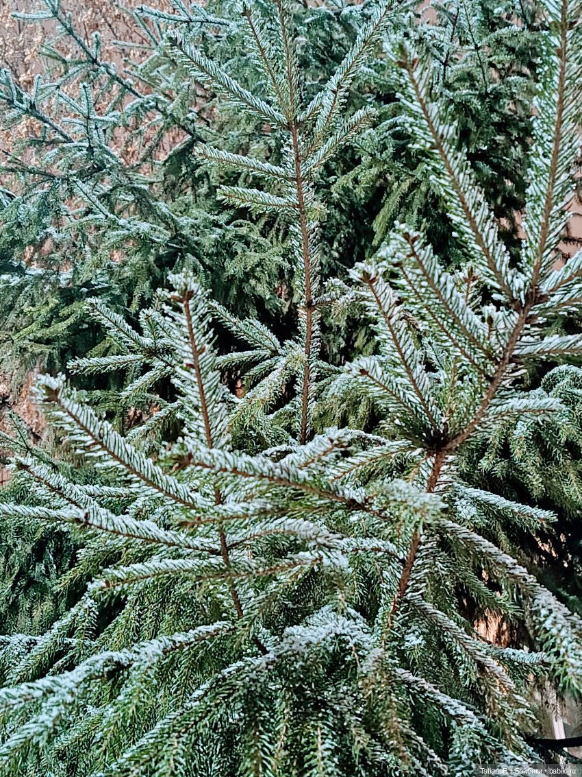 Новый год с Тринити от Дивомир