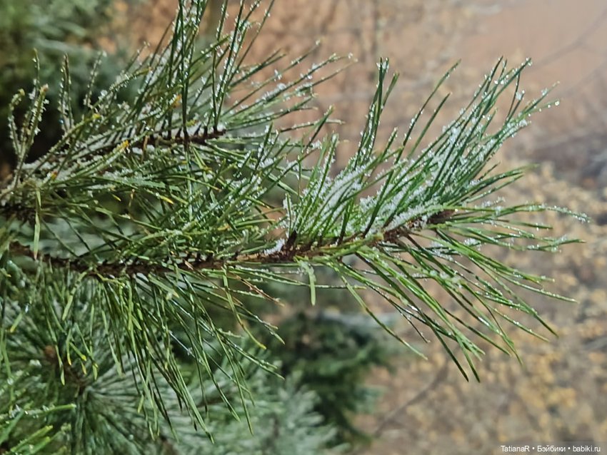 Новый год с Тринити от Дивомир