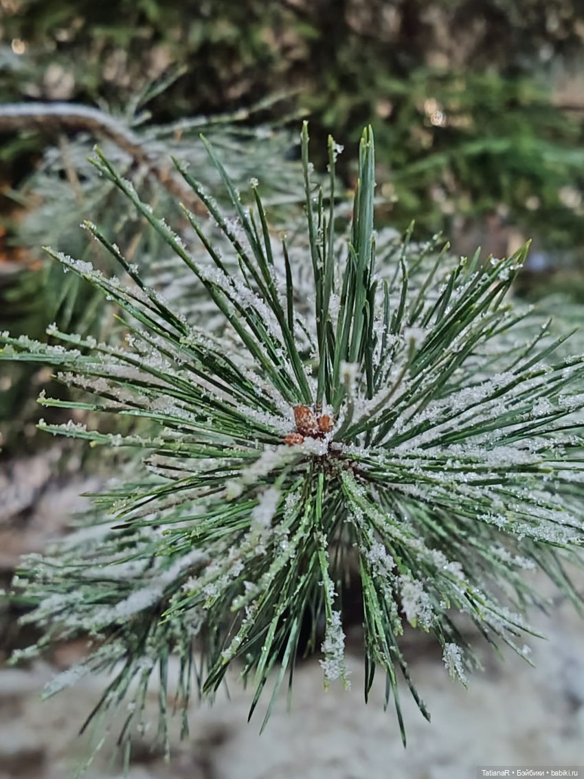 Новый год с Тринити от Дивомир