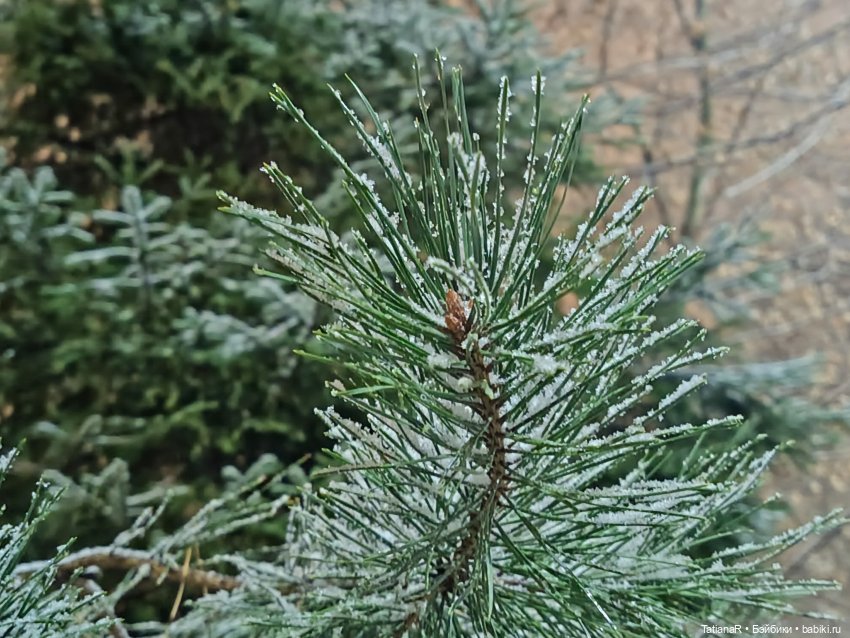 Новый год с Тринити от Дивомир (фото 10)