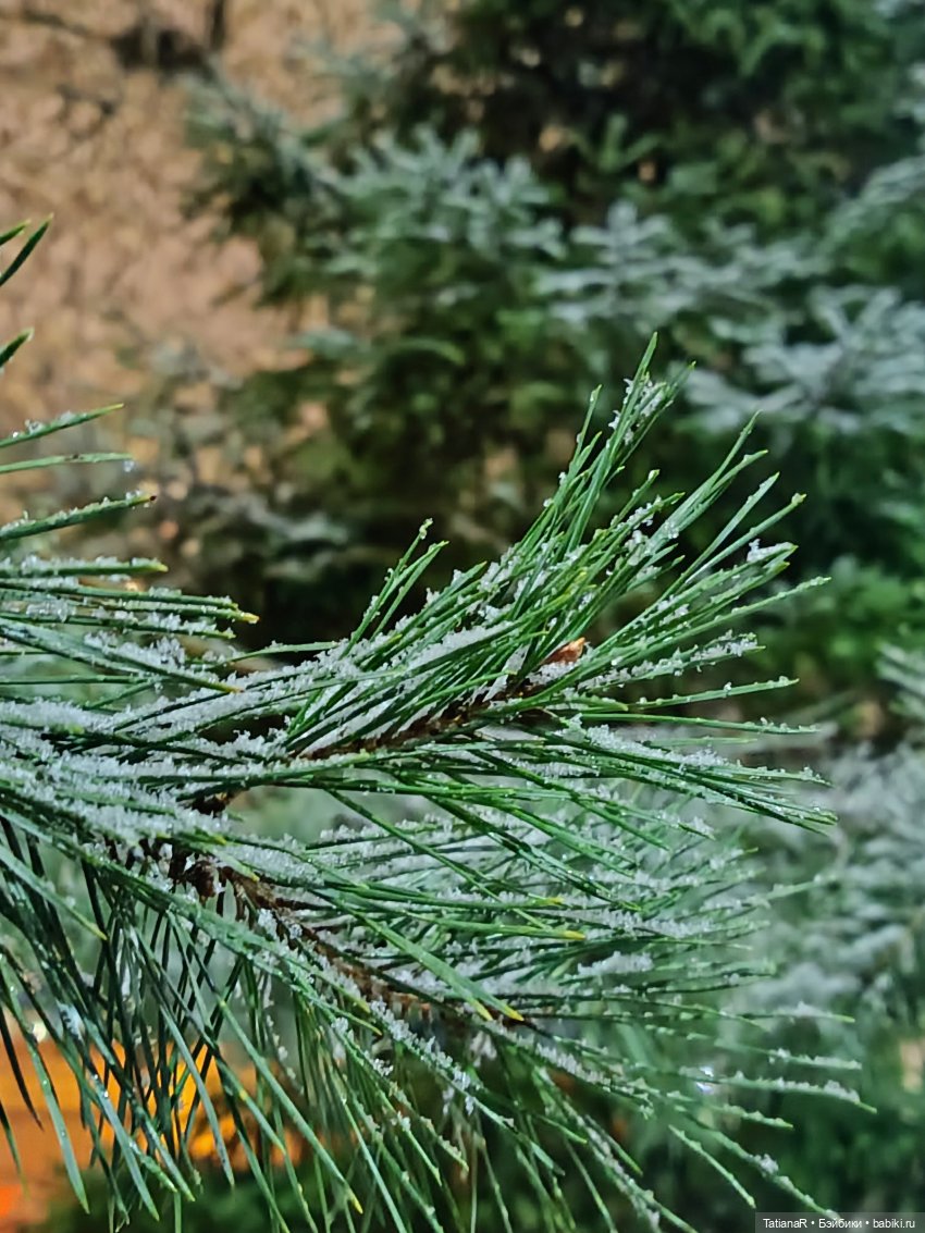 Мои домашние драконы ❤️ — Домашние фото авторских игрушек: Тедди