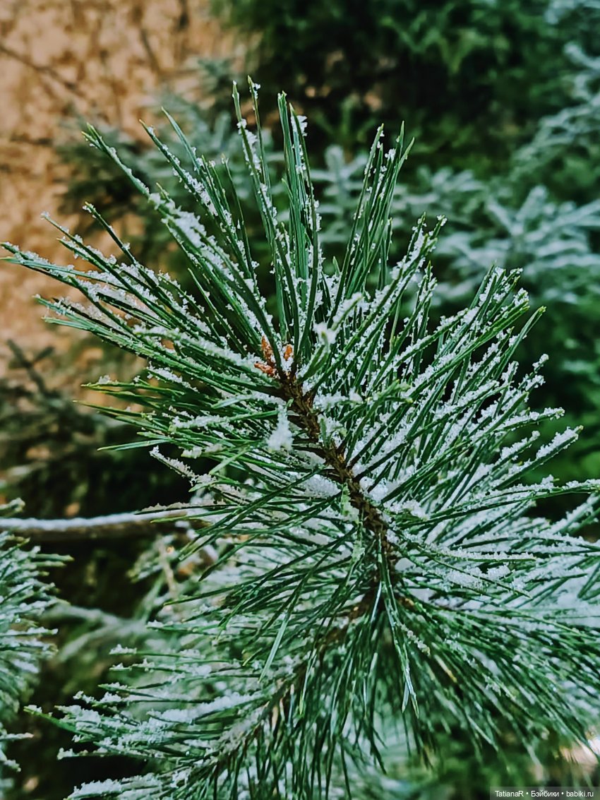 Мои домашние драконы ❤️ — Домашние фото авторских игрушек: Тедди