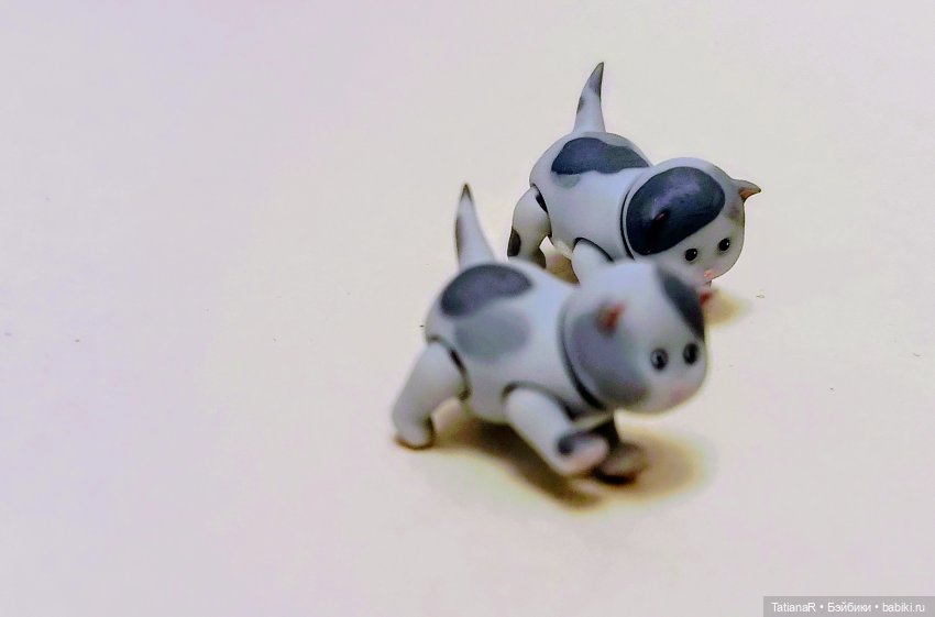 А у нас сегодня кошка родила вчера котят