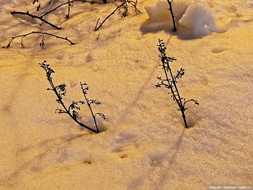Мои пупсики или Три медведя