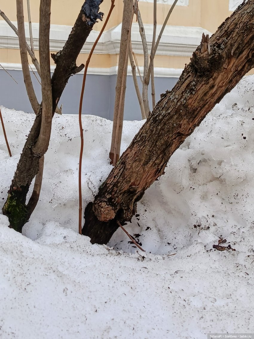 Фенёк и Москва — Авторские мишки Тедди и друзья: фото (фото 7)