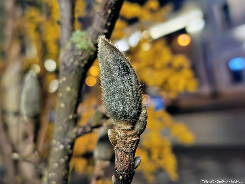 Фенёк и Москва — Авторские мишки Тедди и друзья: фото