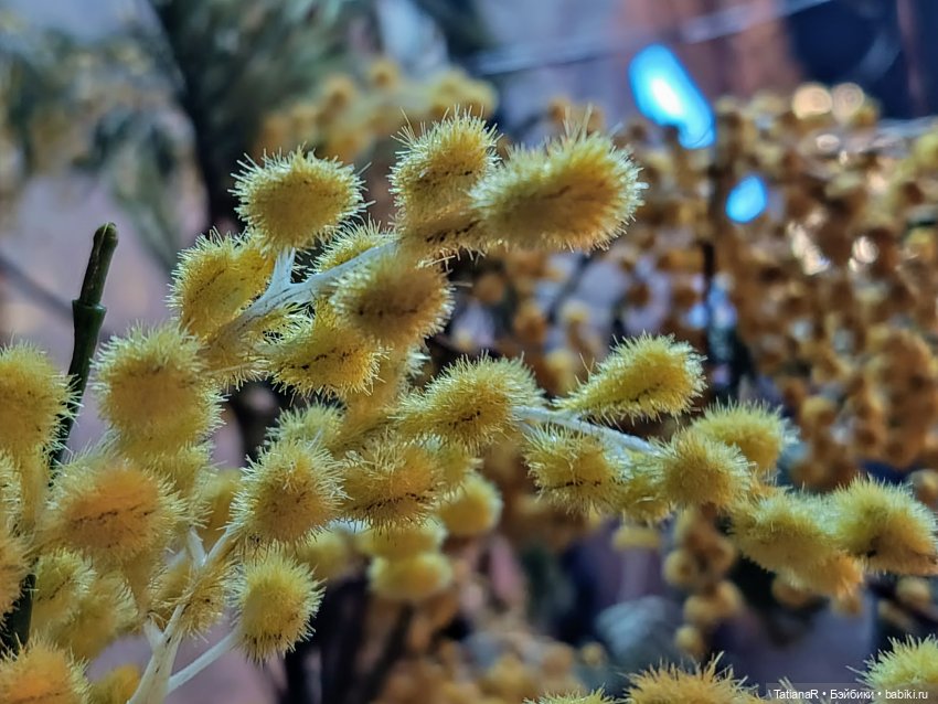 Фенёк и Москва — Авторские мишки Тедди и друзья: фото