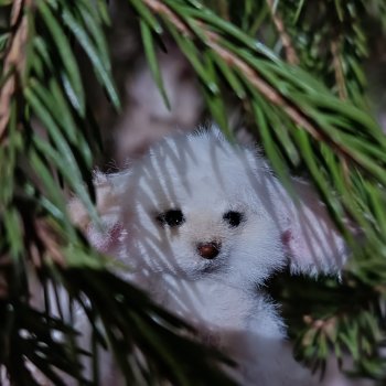 Фенёк и Москва