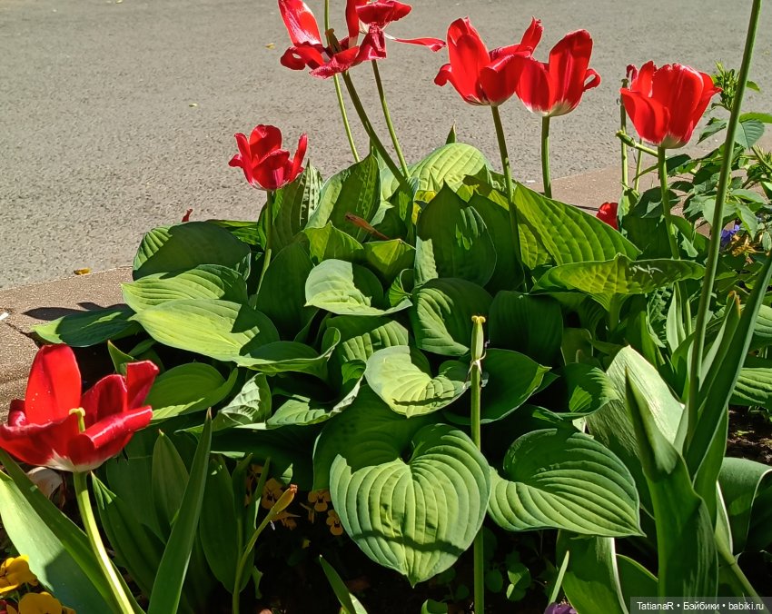 Марфа. Золотое чудо от волшебной Оксаны Мироновой