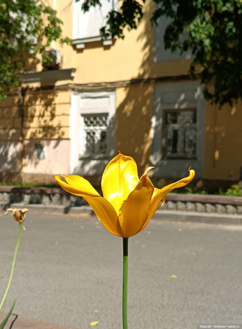 Марфа. Золотое чудо от волшебной Оксаны Мироновой