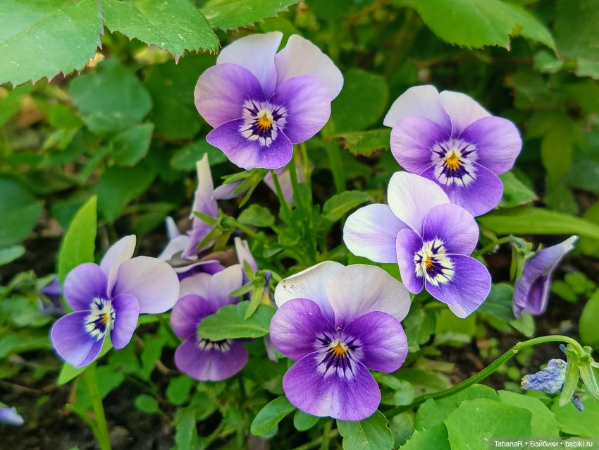 Марфа. Золотое чудо от волшебной Оксаны Мироновой