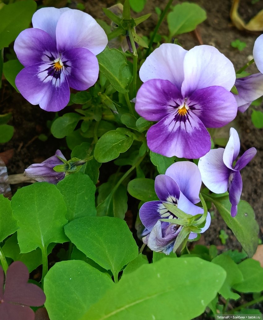 Марфа. Золотое чудо от волшебной Оксаны Мироновой