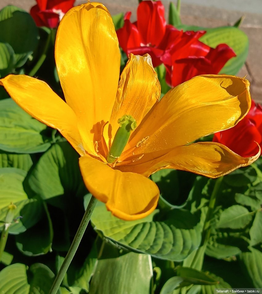 Марфа. Золотое чудо от волшебной Оксаны Мироновой