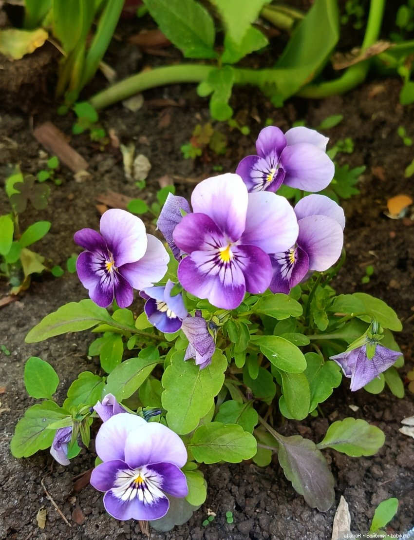 Марфа. Золотое чудо от волшебной Оксаны Мироновой