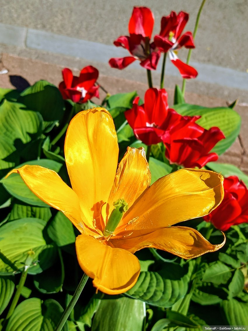 Марфа. Золотое чудо от волшебной Оксаны Мироновой